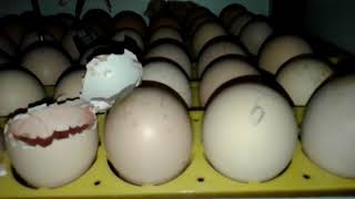Эксперимент с #яйцами на #закладку - как #узнать кто будет. #Инкубация. Часть 1