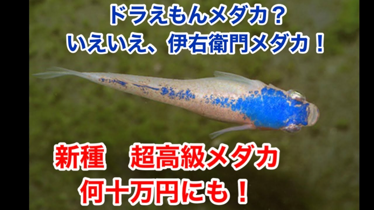 極美で極秘 新種メダカ 伊右衛門メダカは東京では一匹8000円 三色メダカより作り方は簡単とコメント Youtube