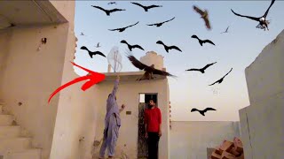 Trying to catch eagle 😳😳 || Eagle trap ||