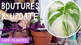 Café plantes | Le vlog plantes d'intérieur : entretien, rempotage et suivi des plantes vertes ☕️🌿