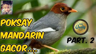 poksay mandarin gacor part.II