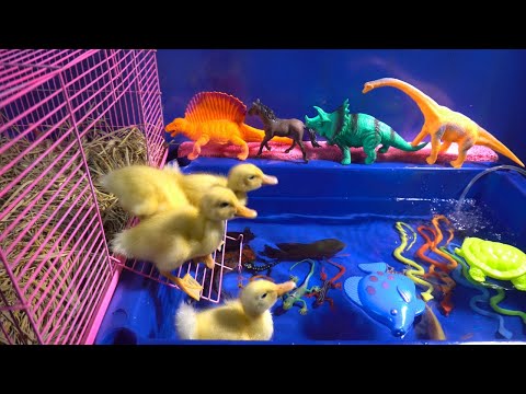 Hewan lucu bebek Cicak Cicak, Ikan, guk guk guk, Gajah, Sapi, Ayam, Kuda, Bebek, Anjing, Kucing