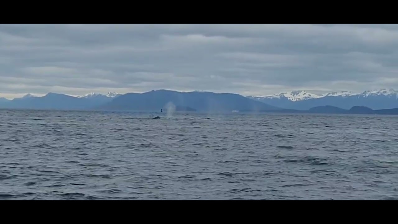 Icy Strait Point - Hoonah, AK! Norwegian Bliss 2025