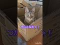 みんなに伝えなきゃ！#ねこファミリー エッホエッホの歌 #ねこ #えっほえっほ #ねこのいる生活 #猫のいる暮らし