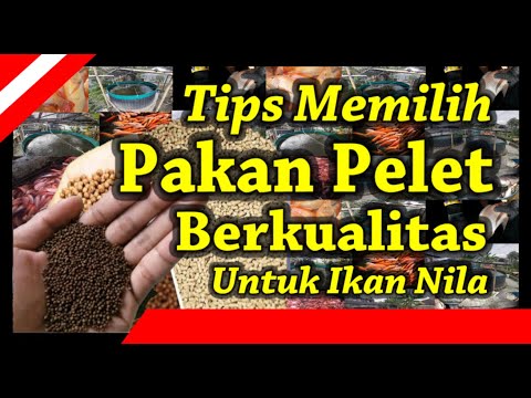 Video: Bagaimana Memilih Makanan Untuk Ikan