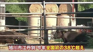 全国の最高気温 北海道旭川市江丹別で38.4℃記録 