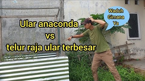 MERINDING ULAR ANACONDA VS TELUR RAJA ULAR TERBESAR