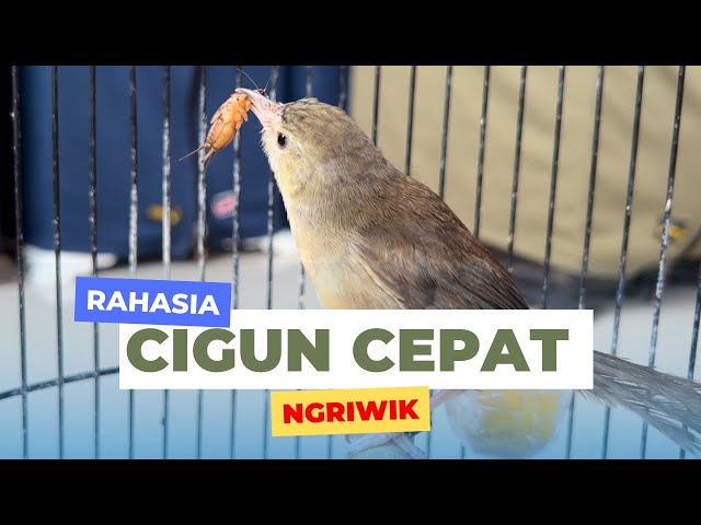 Bongkar perawatan cigun cepat ngriwik class=