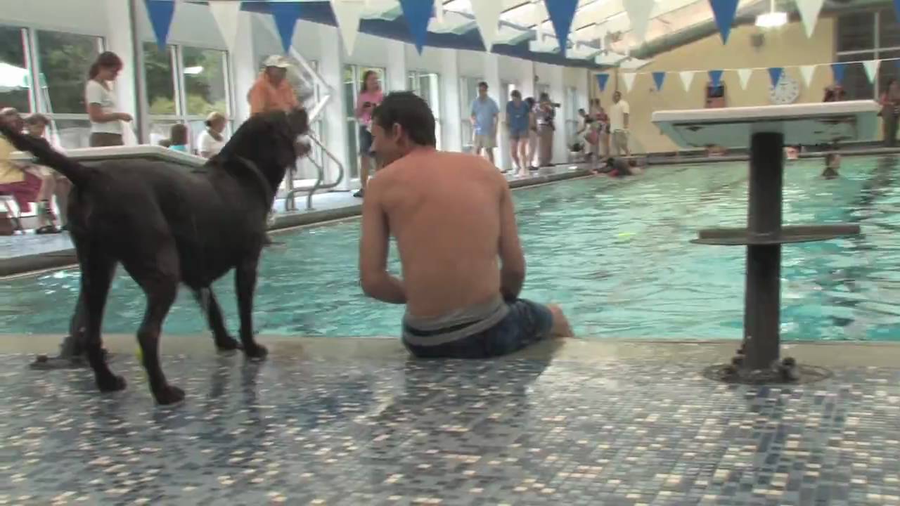dth live tv apk Dogs take a swim in Carrboro