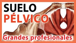 😳😳¿Qué es el prolapso en el suelo pélvico? ▻Tratamiento adecuado en  fisioterapia 