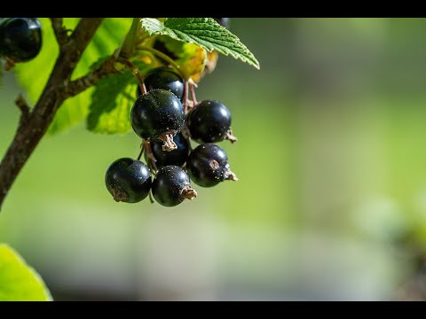 Video: Rezepte Mit Schwarzen Johannisbeeren. Vorteilhafte Eigenschaften. Marmelade, Marmelade, Gelee, Aufguss, Wein. Foto