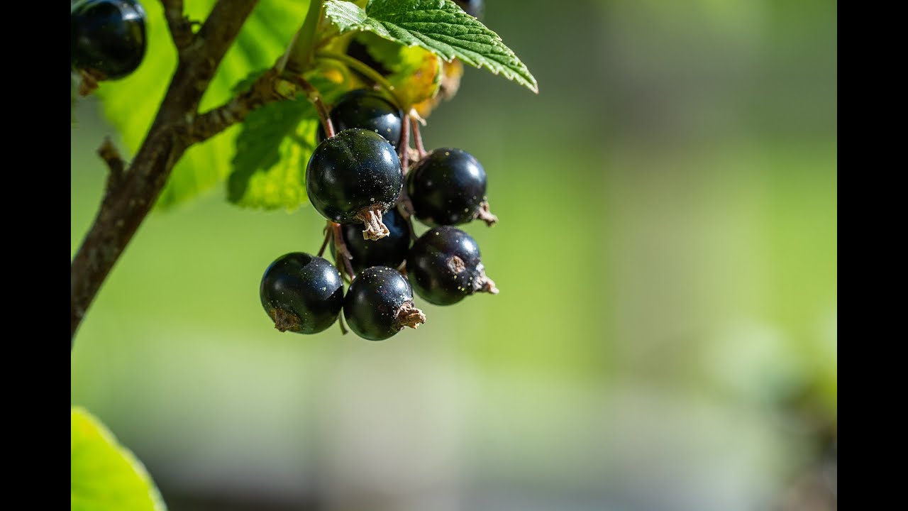 Schwarze Johannisbeer Gelee einfach, Schnell und lecker - YouTube