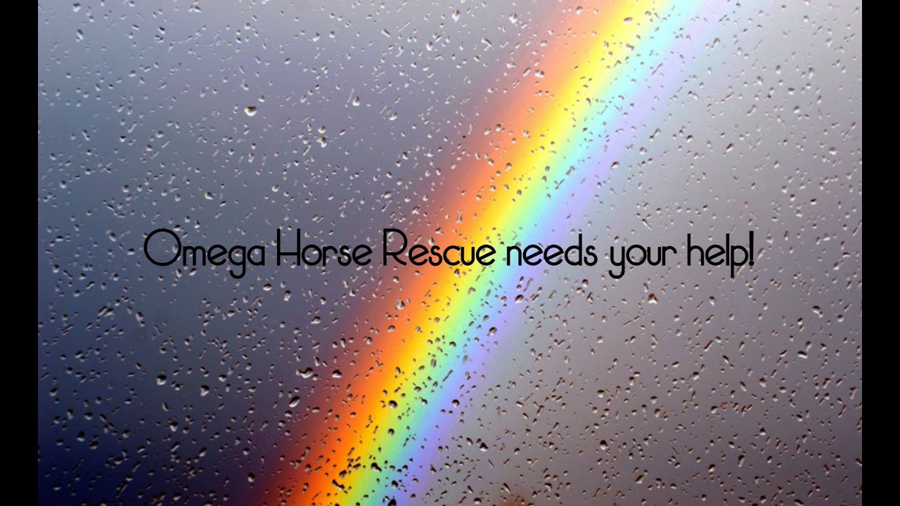 Omega Horse Rescue Needs YOU! YouTube