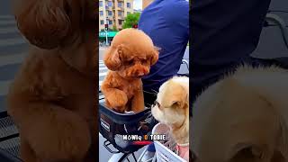 😂💔 Największe Nieporozumienie Dnia!#s #shortvideo #youtubeshorts
