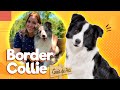 Border Collie - o cão mais inteligente do mundo! | Guia de Pets