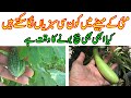 What vegetables can be planted in the month of may kitchen gardening