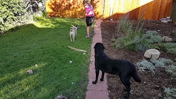 Counter-conditioning fearful barking and nipping