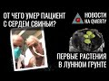 Ростки в лунном «грунте». Смерть пациента с сердцем свиньи. Где спрятана память. Новости QWERTY №215