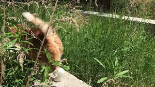 Апельсинчик на прогулке Апельсинчик на прогулке