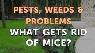 What Gets Rid of Mice?