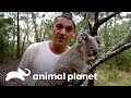 Coala tenta subir no Frank | Perdido na Austrália | Animal Planet Brasil