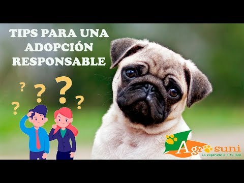 Video: La Guía Definitiva Para La Adopción Responsable De Mascotas