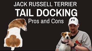 Jack Russell Terrier Tail Docking: Pros & Cons #jackrussellterrier #jackrussellterrier #jrt by Terrier Owner 3,433 views 1 year ago 7 minutes, 26 seconds