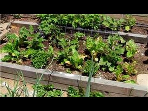 Vegetable Gardening Organic Pesticides For Vegetable Garden