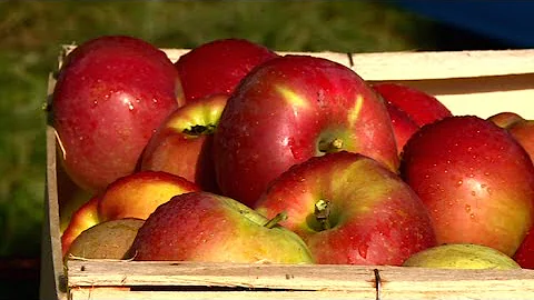 Quand ramasser les pommes Melrose ?