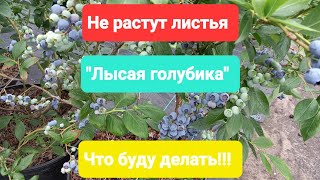 Не растут листья на голубике. 