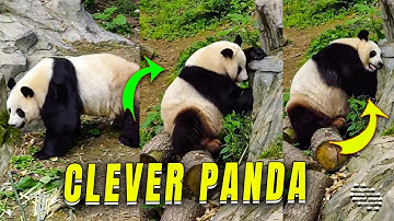 Clever Panda Turning on Hidden Valve for a Drink