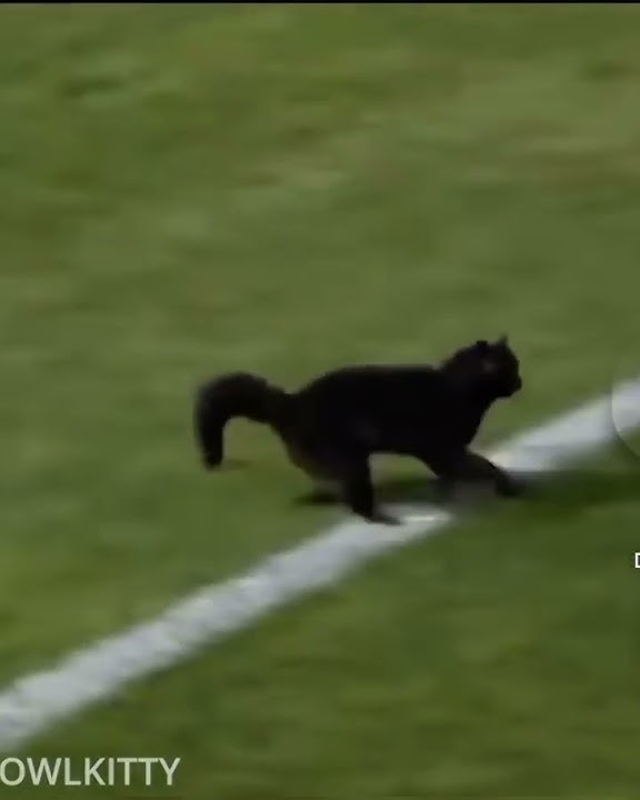 This cat scores a goal in football (random cat)