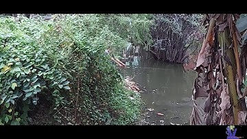 Tâm Sự Cùng Cần Thủ Rê Cá Lóc Ao Lão Làng