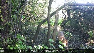 Noonday Reynard takes a closer look 23 Apr 26 