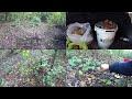 Ciupercile comestibile din pădurile Moldovei.  Съедобные грибы Молдавского леса