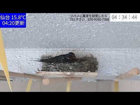 ツバメが来たらいいなぁ、というライブ配信＠仙台