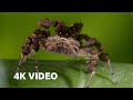 Spider With Three Super Powers | 4KUD | The Hunt | BBC Earth