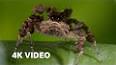 The Fascinating World of Arachnids ile ilgili video