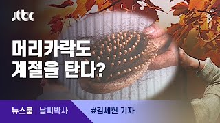 [날씨박사] 가을 타는 머리카락?…"탈모 가속화 원인되기도" / JTBC 뉴스룸