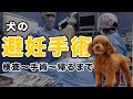 犬の避妊手術