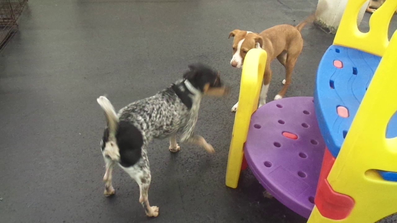 The Barking Lot 11/4/16 MAH04119 YouTube