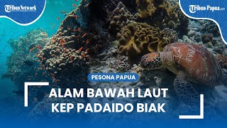 Menikmati Indahnya Alam Bawah Laut di Kepulauan Padaido Biak, Tempat Surganya Para Penyelam