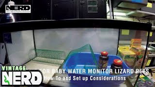 Setting Up For Baby Water Monitor Lizard Pets - Basic How To and Set up Considerations
