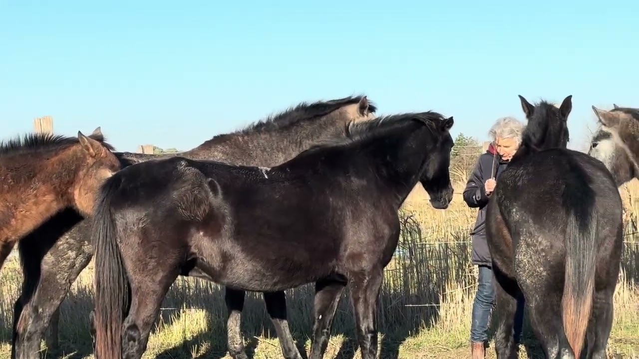 Un élevage de pur sang lusitaniens en Camargue