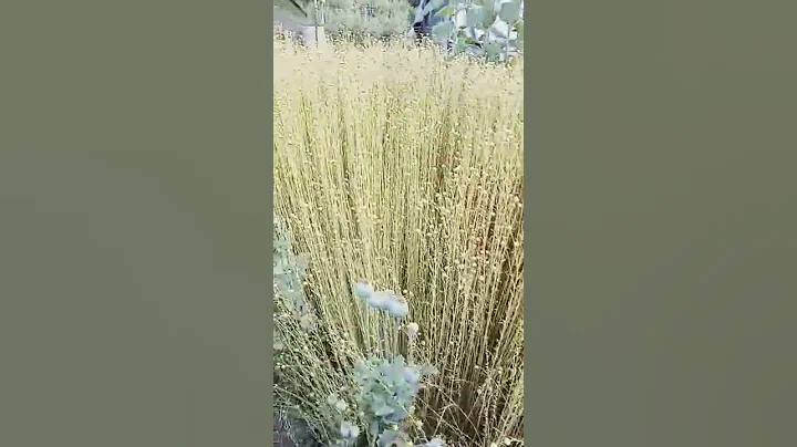 flax to linen harvest time