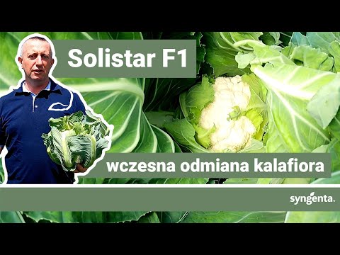 Solistar F1 -