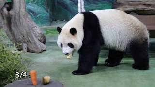20200304-08 天降筍K圓仔頭 可愛瞬間天天有 Giant Panda Yuan Zai
