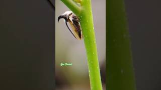 😲 Unique Insect | info..👇#shortsfeed #insecteducation #insectlover #insecthunting #pencintaserangga