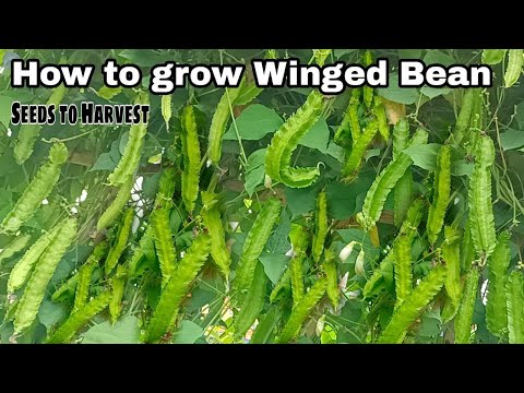 How to Grow Winged Bean at Home / Seeds to Harvest for Beginners