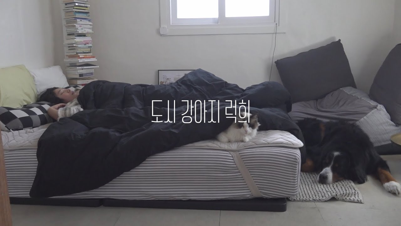 도시 강아지 럭희 LUCKY
